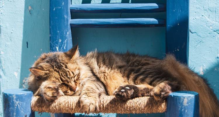 Een pluizige kat die slaapt op een blauwe stoel tegen een blauwe muur.