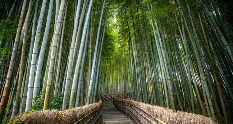 Pfad, der sich durch einen hoch aufragenden grünen Bambushain schlängelt und einen natürlichen Tunnel bildet