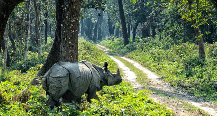 Greater one-horned rhinoceros ambles along forest track in dappled morning light.