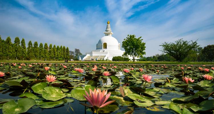 White World Peace Pagoda rises beyond serene lotus pond filled with pink blooms.
