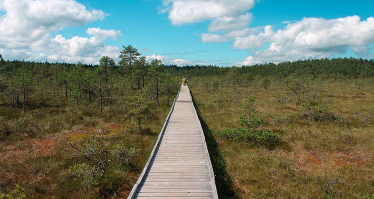 Ein Strandpromenadenpfad durch eine malerische Waldlandschaft unter blauem Himmel.