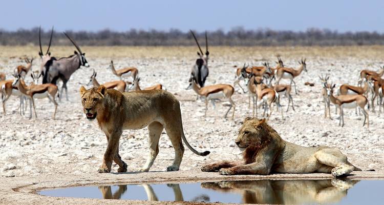 3 Días Explora el Parque Nacional de Etosha | Alojamiento Guiado Privado - Motema Tours and Safaris 1