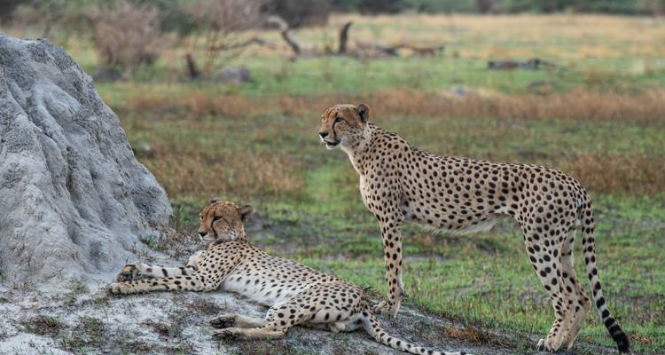 3 Días Explora el Parque Nacional de Etosha | Alojamiento Guiado Privado - Motema Tours and Safaris 6