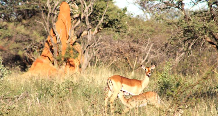 3 Días Explora el Parque Nacional de Etosha | Alojamiento Guiado Privado - Motema Tours and Safaris 8
