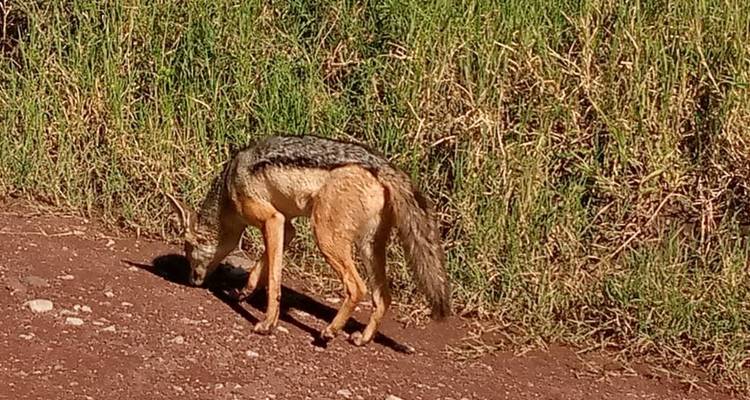 5 DAY BIG FIVE  SAFARI - Almighty Kilimanjaro 7