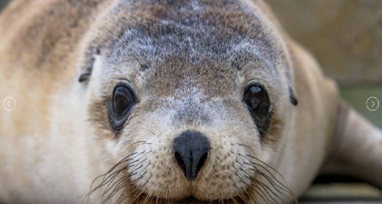【Adelaide】6 Days Explore Kangaroo Island Sights and Adelaide Package - Delightful Travel 4