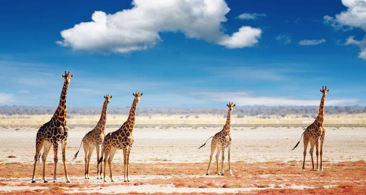 Giraffen die op een vlakte staan met een heldere blauwe lucht.