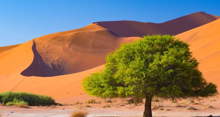 Groene boom in de woestijn met oranje duinen.