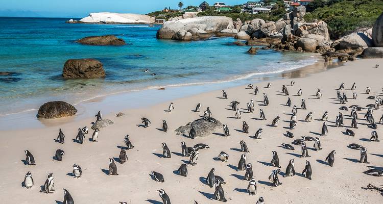 Strand met pinguïns en helder blauw water.