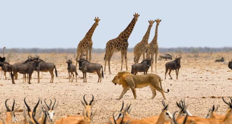 Explorez Etosha, Swakopmund et Sossusvlei - 6 jours - Lodge privé avec guide - Motema Tours and Safaris 1
