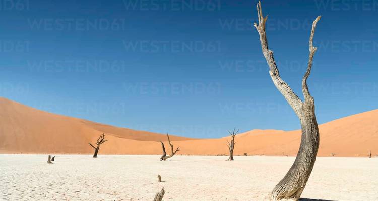 Explorez Etosha, Swakopmund et Sossusvlei - 6 jours - Lodge privé avec guide - Motema Tours and Safaris 6