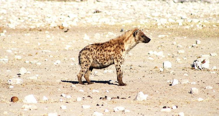 Explorez Etosha, Swakopmund et Sossusvlei - 6 jours - Lodge privé avec guide - Motema Tours and Safaris 9