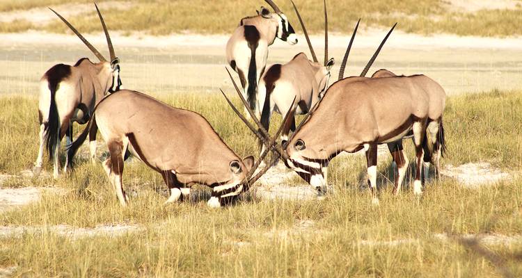 Explorez Etosha, Swakopmund et Sossusvlei - 6 jours - Lodge privé avec guide - Motema Tours and Safaris 10