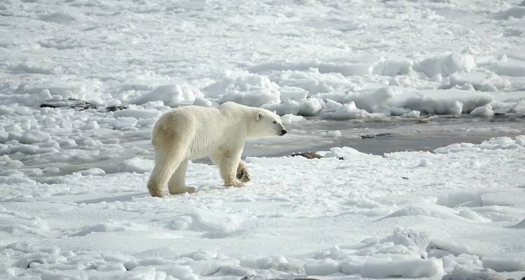 Contournement du Svalbard - Albatros Expeditions 3
