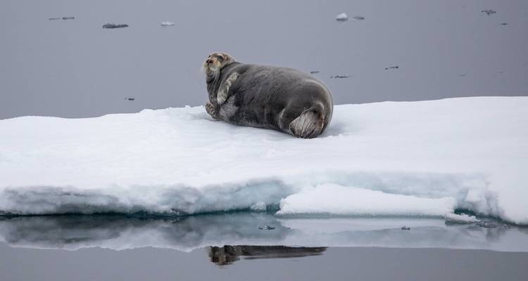 Contournement du Svalbard - Albatros Expeditions 7
