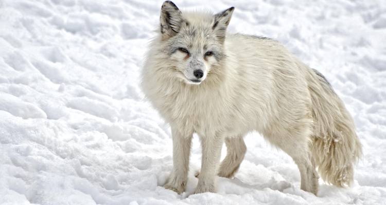 Disko Bay (Includes Return Flight Copenhagen - Kangerlussuaq) - Albatros Expeditions 3