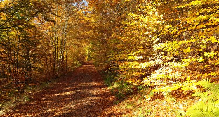 Laubbedeckter Waldweg, umrahmt von lebendiger goldener Laubfärbung an einem Herbsttag.