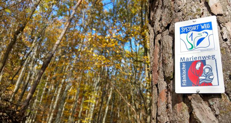 Trail marker for the 'Spessart Weg' and 'Marienweg' fixed to a tree trunk in an autumn forest.