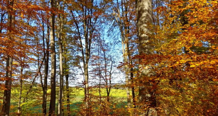 Hohe Herbstbäume mit goldenen und orangefarbenen Blättern rahmen einen Blick auf eine grüne Wiese dahinter ein.
