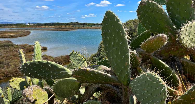 Nahaufnahme von Feigenkakteen mit einer blauen Lagune und Sumpfland im Hintergrund unter einem strahlend sonnigen Himmel.