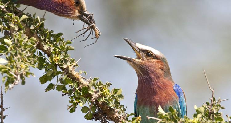 Zwei bunte Vögel, die auf einem Ast interagieren.