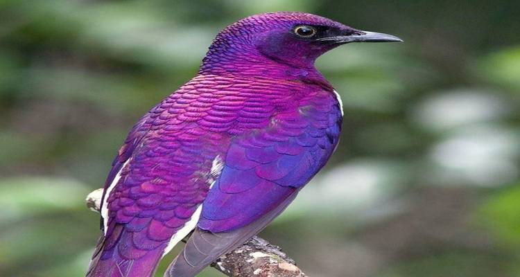 Ein lebhaft gefärbter Vogel, der in einem bewaldeten Gebiet sitzt.