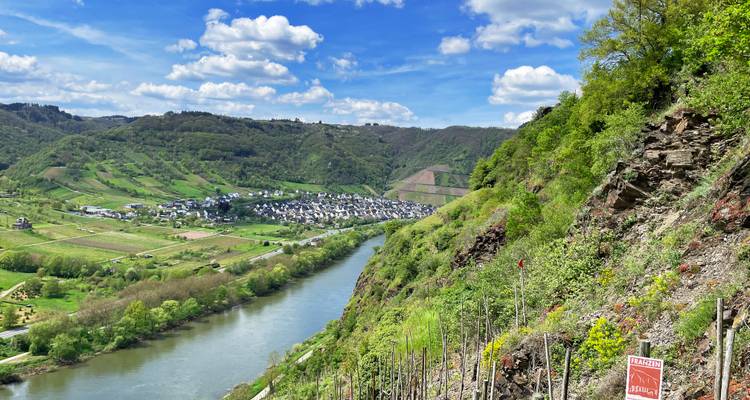 Steile leistenen wijngaardhellingen dalen af naar de Moezel met dorpjes die eronder verscholen liggen.