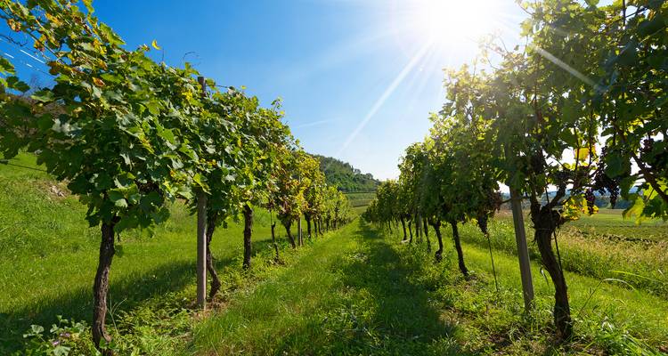 Private Wine Tour,Franciacorta,Lake Garda and Verona - 5 Days Tour - Soleto Travel 8