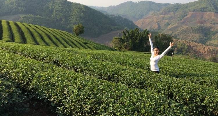 Persoon die geniet van een weelderige theeplantage.