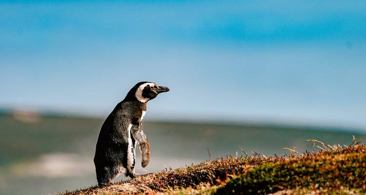 Antarctique classique - 11 jours - On The Go Tours 2