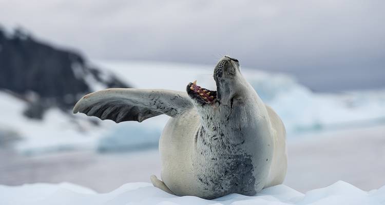 Seal stretching on snowy ground in an Antarctic setting.
