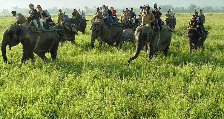 Explorador de Assam: jardines del té, templos y safari por el Parque Nacional - Agora Voyages OPC Pvt Ltd 7