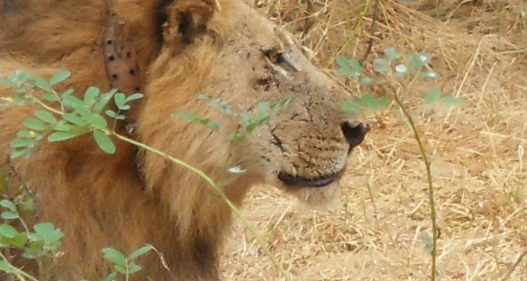 3 Days Hwange National Park Safari Experience - Little Roz Tours 7