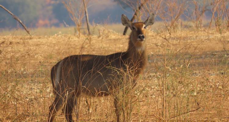 3 Days Hwange National Park Safari Experience - Little Roz Tours 10