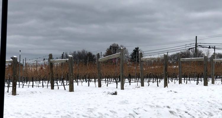 Snow-covered vineyard under a cloudy sky.