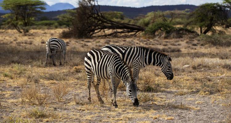 Des zèbres broutant dans un paysage de savane aride.