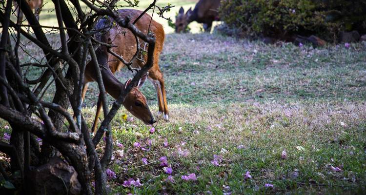 Antilope broutant dans une zone boisée.