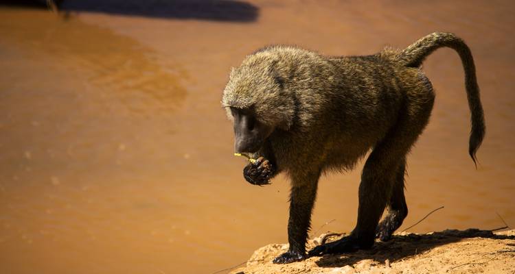 Babouin debout au bord d'une rive boueuse.