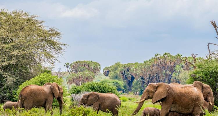 Troupeau d'éléphants marchant à travers une savane.