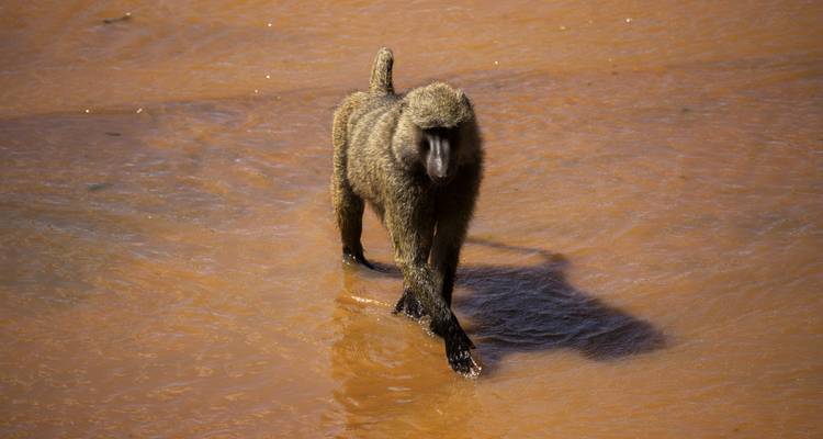 Explorador de África oriental - MW Tours 3