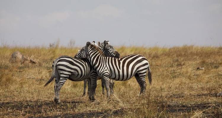 Explorador de África oriental - MW Tours 9