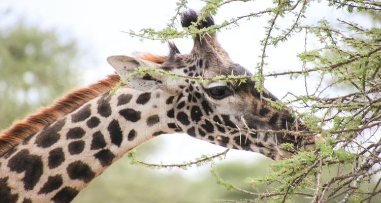 Crucero por Zimbabue - MW Tours 3