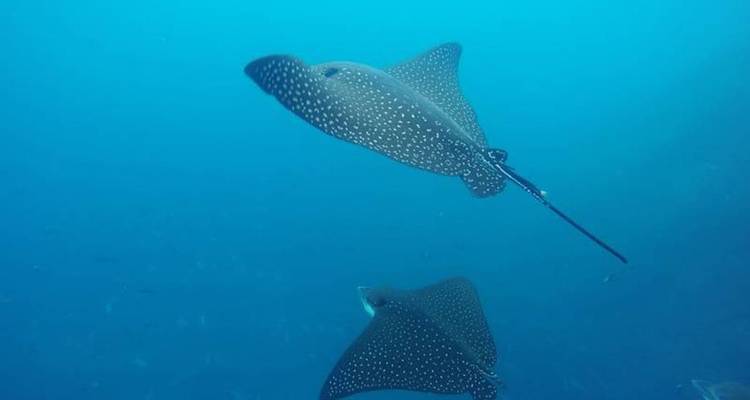 Plongée à la découverte des îles Galápagos 8J/7N - Bamba Travel 1