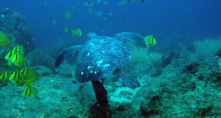 Plongée à la découverte des îles Galápagos 8J/7N - Bamba Travel 9