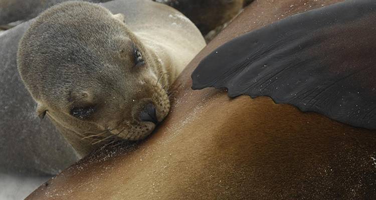 Plongée à la découverte des îles Galápagos 8J/7N - Bamba Travel 10