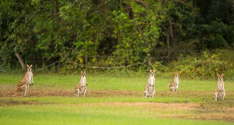Top End & Kakadu Explorer - Intrepid Travel 10