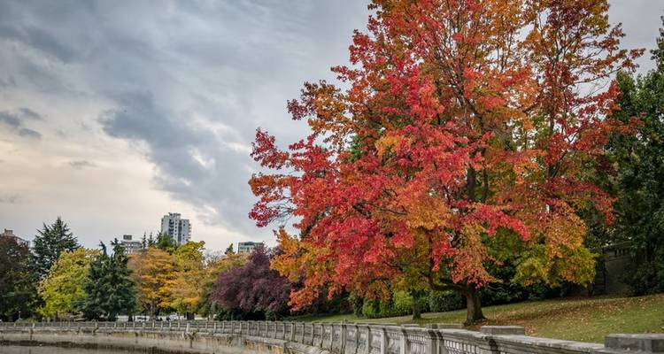 Honeymoon in Vancouver -Couple City Day Tour (Private) - Globalduniya 1