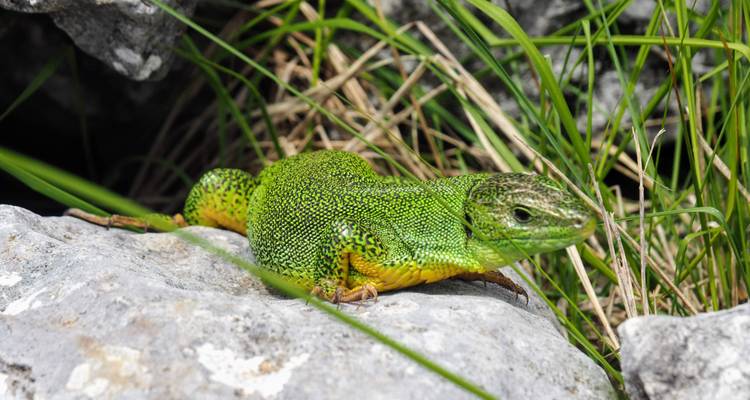 A close-up of a bright green lizard sitting on a rock.