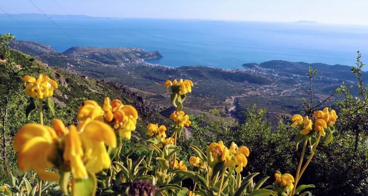 A view of a landscape with yellow flowers in the foreground and a coastline in the background.