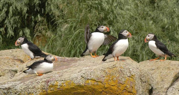 Newfoundland Adventure: Westbound - Intrepid Travel 4
